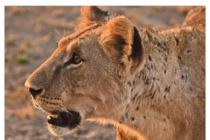 Half Day Nairobi National Park Safari