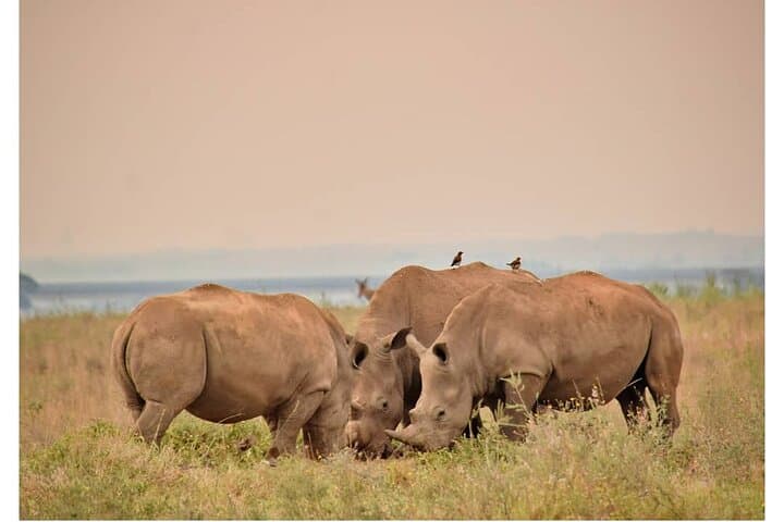 Half Day Nairobi National Park Safari