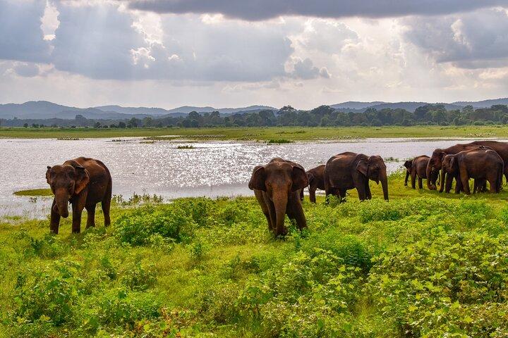 Private Tour Udawalawe National Park Full Day from Colombo