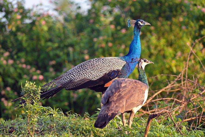 Private Tour Udawalawe National Park Full Day from Colombo