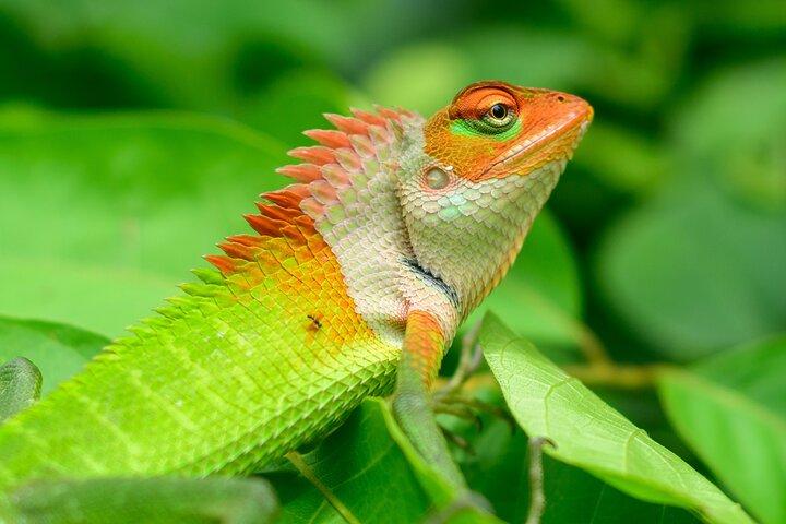 Private Tour Sinharaja Rain forest from Colombo