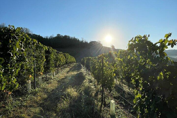 Wine Tour and tasting in the Monferrato - Premium