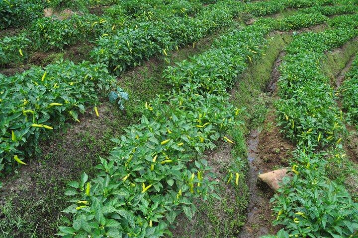 Private Tour Spice Garden & Tea Factory from Colombo