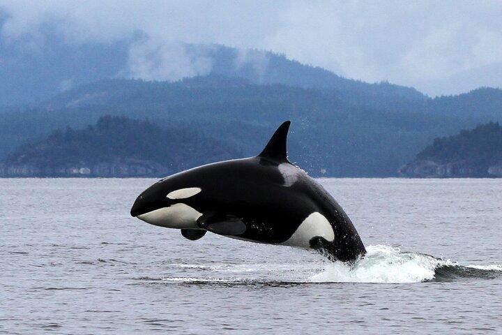 Campbell River, BC: 6 Hour Whale Watching Tour w/ Lunch Included