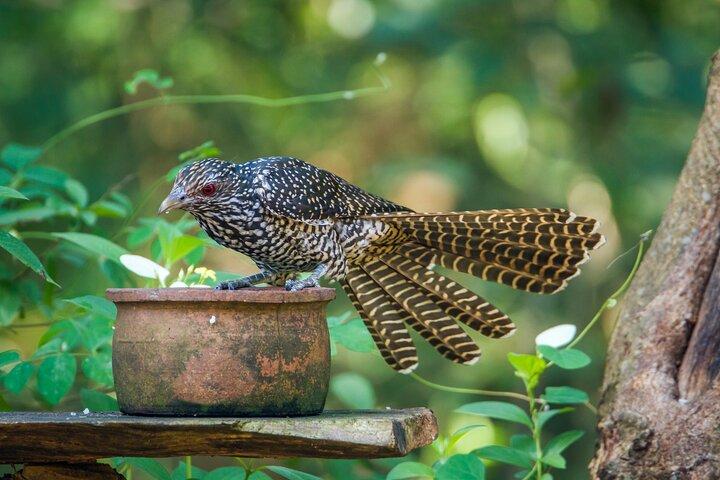 Private Tour Minneriya National Park from Colombo