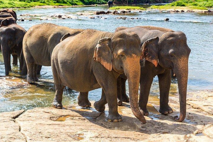 Private Tour Minneriya National Park from Colombo