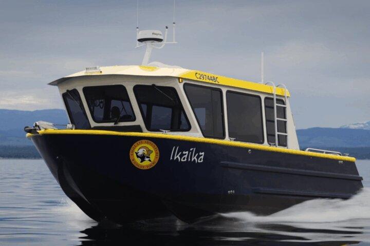 Campbell River, BC: 4 Hour Wildlife Tour Featuring Whale Watching