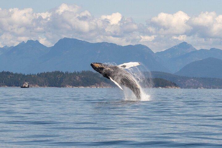 Campbell River, BC: 4 Hour Wildlife Tour Featuring Whale Watching
