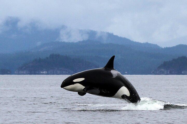 Campbell River, BC: 4 Hour Wildlife Tour Featuring Whale Watching