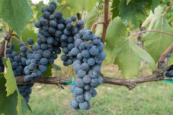 Chianti Day trip from Florence