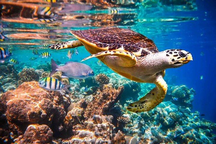 Ultimate Combo Mangrove tour,Horseback Riding, Snorkeling & beach
