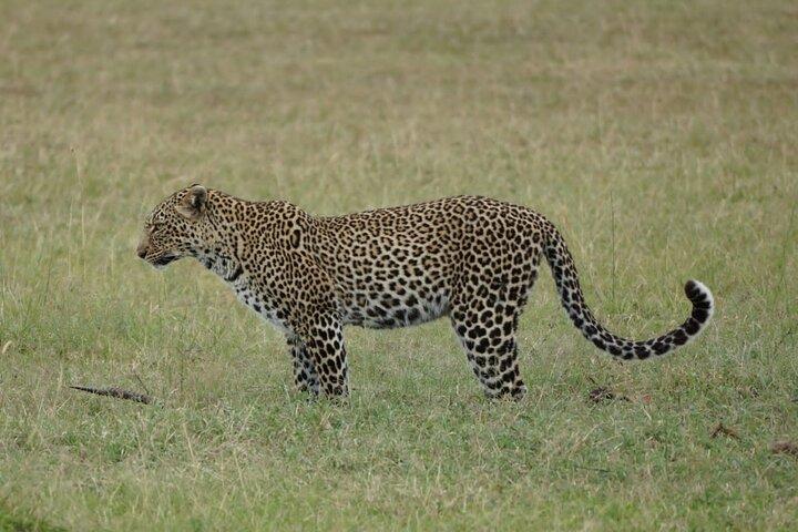 Early Morning/Afternoon Game Drive Nairobi Park- In Nairobi