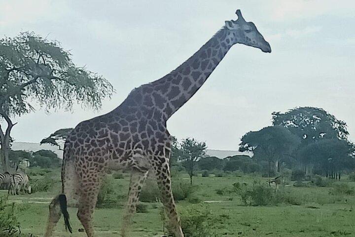 Early Morning/Afternoon Game Drive Nairobi Park- In Nairobi
