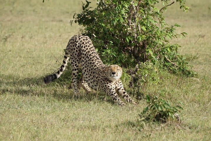 3 Days Maasai Mara Small Group Safari from Nairobi in a 4x4