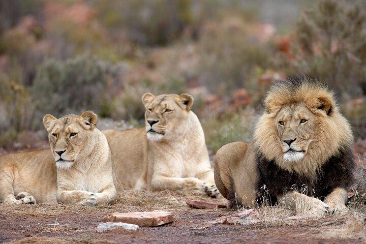 Full Day Safari at Aquila Game Reserve INCLUDING RETURN TRANSFER