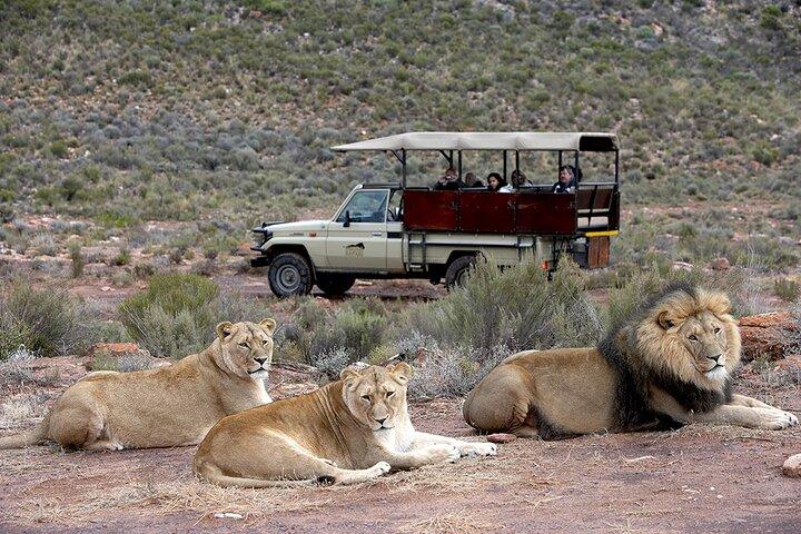 Full Day Safari at Aquila Game Reserve INCLUDING RETURN TRANSFER