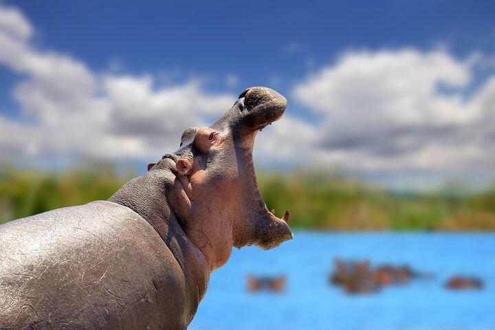 Full Day Private Ngorongoro Crater, Safari Adventure