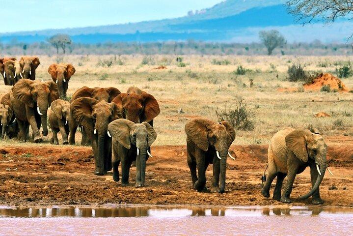 14 Days Family Safari Experience in Kenya
