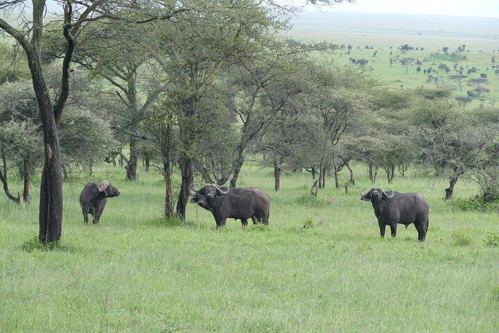3 Days Serengeti National Park