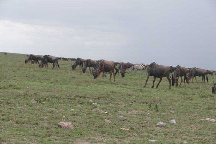 3 Days Serengeti National Park