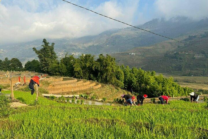 From Ha Noi: 3 Days and 2 Nights Sapa Trek with Local Guide
