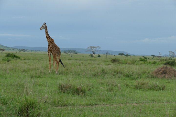 5 Days in to the heart of serengeti