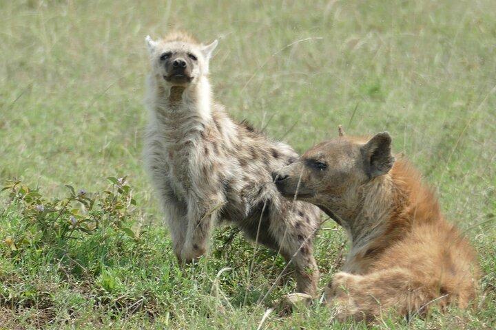 5 Days in to the heart of serengeti