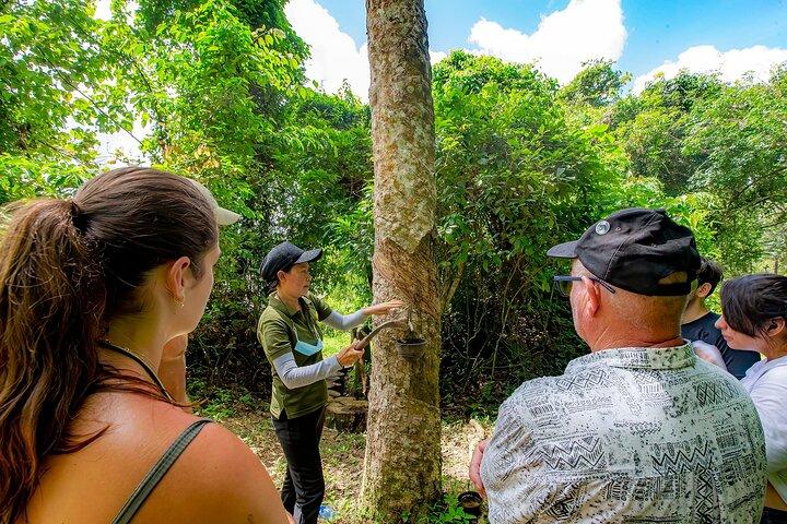2 Hours Phuket Ethical Elephant Nature Park Visit