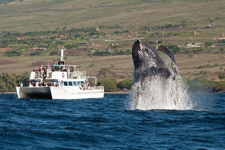 2-Hour Oahu Whale Watch from Ala Wai Harbor, Waikiki