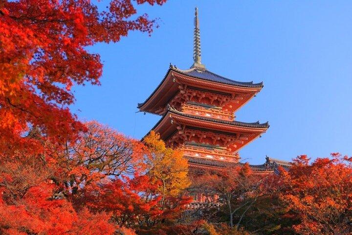 Private Day Tour in Osaka and Kyoto with charter car
