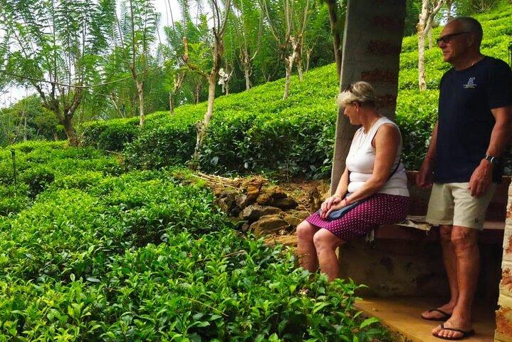 Shore Excursions Tea Plantation from Colombo Port Passenger Jetty
