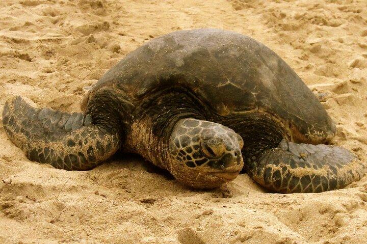 Unforgettable Day on Oahu | Small Group Circle Island Tour