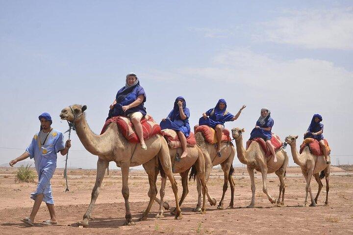 Camel in Marrakech at sunset