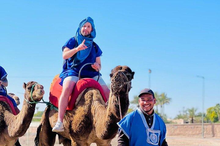 Camel in Marrakech at sunset