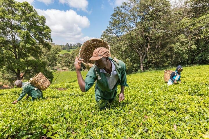 Nairobi to Kiambethu Tea Farm Tour