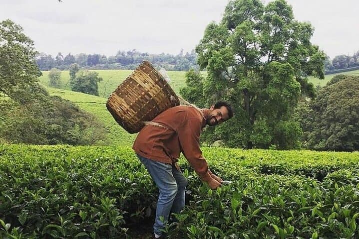 Nairobi to Kiambethu Tea Farm Tour