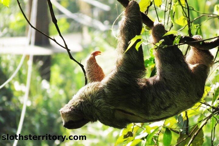 Sloths Watching Tour through Sloth's Territory