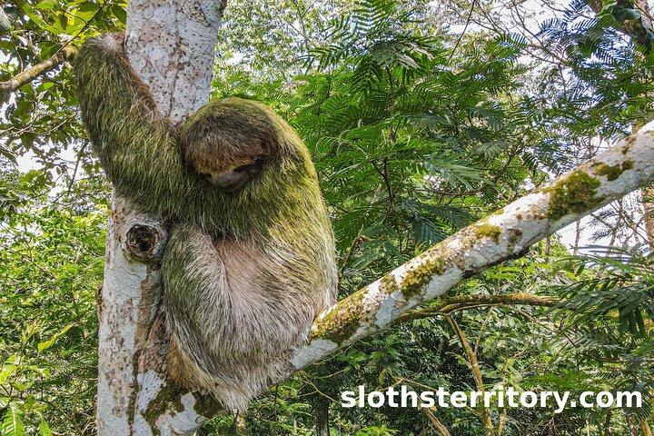 Sloths Watching Tour through Sloth's Territory