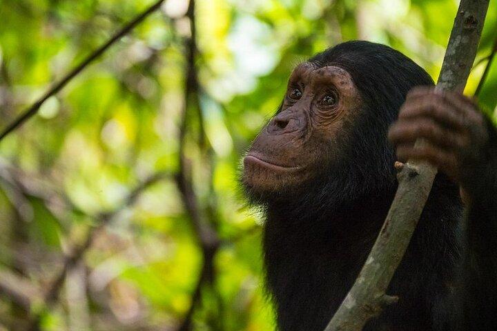 5 Days Gorilla and Chimpanzee Trekking in Uganda