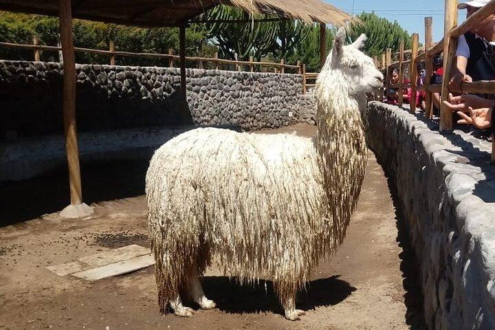 Walking Tour through the Historic Center of Arequipa