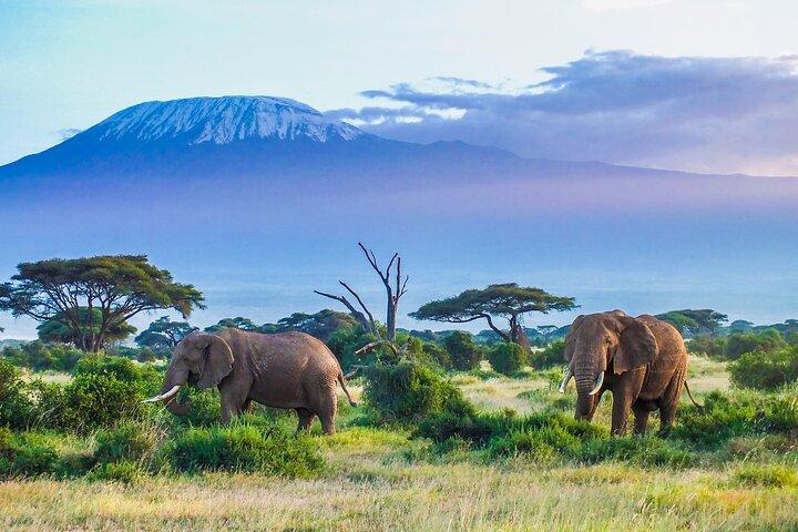 2 Days Amboseli National Park Safari Escape with Kentau