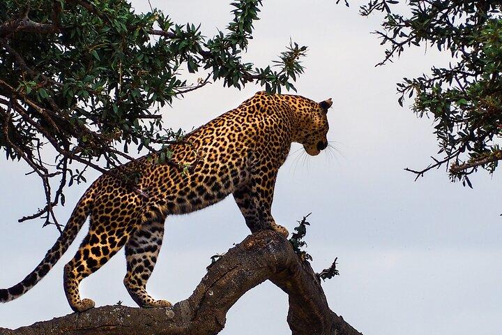 3 Days and 2 Nights Adventure in Masai Mara