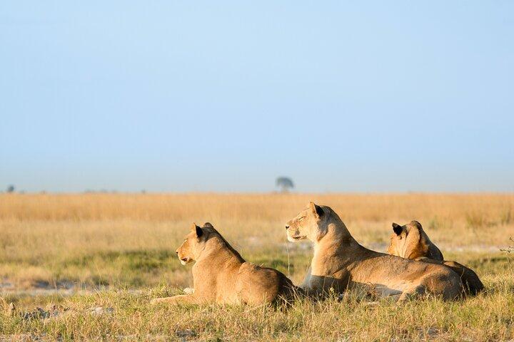3 Days and 2 Nights Adventure in Masai Mara
