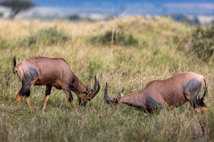 3 Days and 2 Nights Adventure in Masai Mara