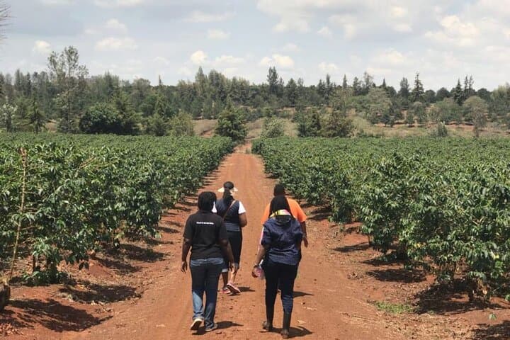 Private Tour to Karunguru Coffee Farm