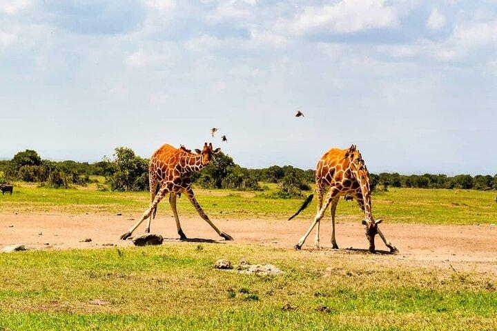 2 Days Amboseli National Park Safari Escape with Kentau