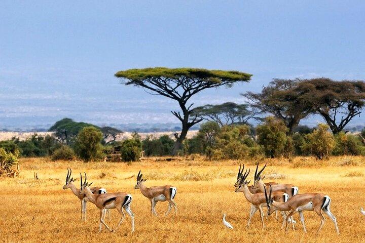 2 Days Amboseli National Park Safari Escape with Kentau
