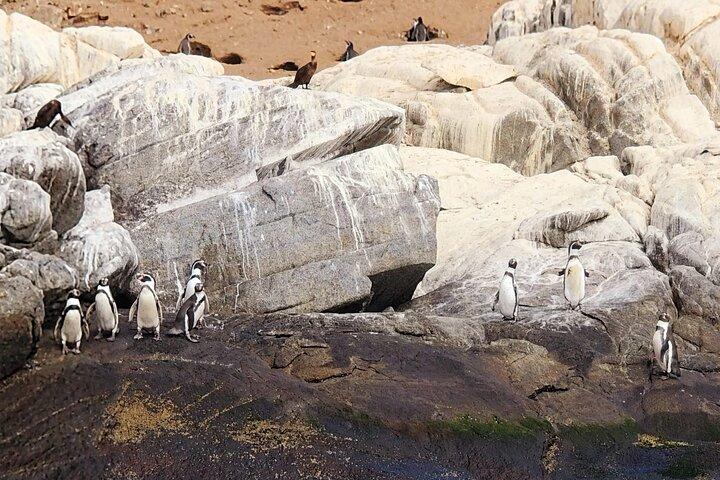 Penguin Watching Navigation Cachagua Lunch From STGO Private Tour