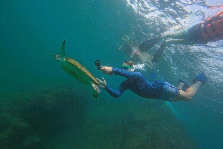 Snorkeling with turtles in Fujairah with Transfer