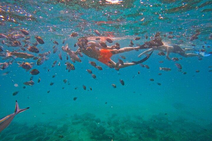From Abu Dhabi: Snorkeling with turtles in Fujairah